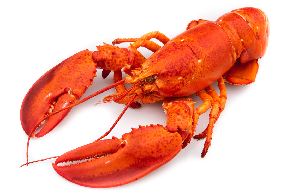 cephalothorax lobster